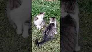 Luta entre gatos - NinoBoy x Fredinho