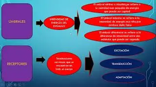 SENSACION Y PERCEPCION - PSICOLOG&Iacute;A(Prof. Michael Medina)
