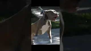 Pitbull trying to attack another dog Part 3! #pitbull #pit #aggressivedog #redzonedog