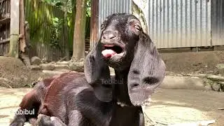 Goat Sounds from Asia (Bangladesh) | Funny Goat Noises for Kids and Pets