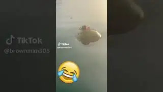 This CRAB is a PIRATE! 😂🦀  #funny #animals #crab