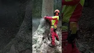 Fette Fichte f&auml;llen!