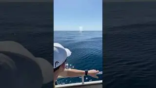 Whales and Wobbegong - Gold Coast Offshore Fishing #fish #shorts #whale