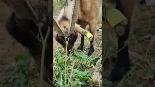 Goat won't eat, depressed, bloated, after giving birth. what to do?