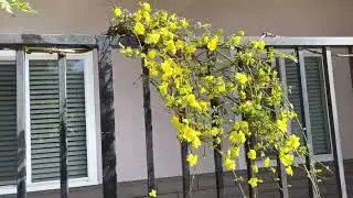 Winter jasmine blooming