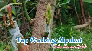 Top working alpukat 5 varietas Vietnam series #alpukat #avocado #topworking