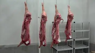 Pork Carcasses