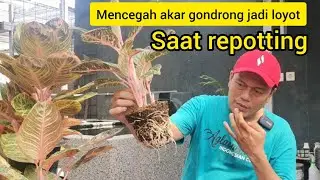 Cegah akar gondrong jadi loyot saat ganti media #aglaonema #aglonema #semiaglao