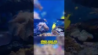 Wie atmen Fische unter Wasser?