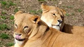 Relaxing Lionesses