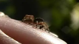 Jumping Spider - 