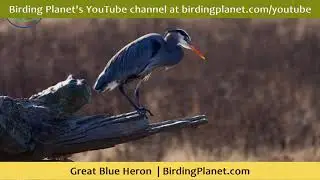 Great Blue Heron on Birding Planet