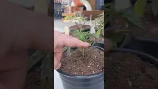 Tip When transplanting your Tomato plants to a larger container.