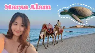 Egypt Marsa Alam Travel Vlog | JOJO's holiday 🎀🫧🐬 Diving heaven