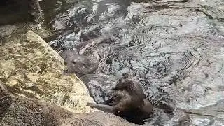 Otter gang war