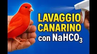 Come lavare facilmente i canarini in muta?