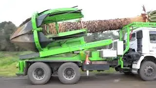 Palm tree removal and relocation by using tree spade machine. #trees #plants