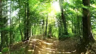 Calming Ambient | Forest Walk | Relaxing Music | Deep Focus
