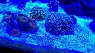 Zoa frag farm