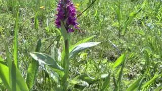 Knabenkraut und Trollblume