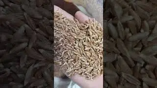 Whole Wheat Khapli | Available on IndiaMART