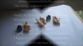 The body reaction of using  PPMV Newcavac/ Poulvac vaccines - Peter Matic - www.pigeonmedia.com.au