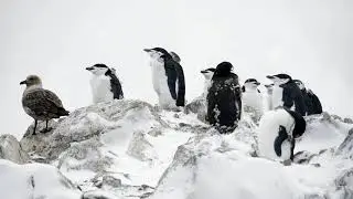 Arctic beauty