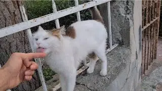 Cute cat wants food by licking my hand because it is very hungry.
