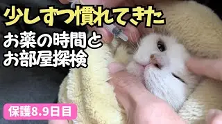 FeLV（猫白血病）陽性の保護猫、ケージの外探検　お薬も慣れてきた｜よつばの記録【保護8・9日目】