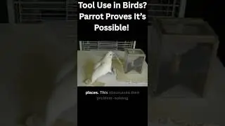Tool Use in Birds Parrot Proves It&rsquo;s Possible! #pet #pets #petlover #parrot #birds #birdslover
