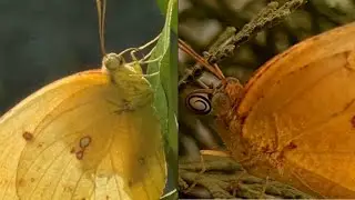 Orange Sulphur Butterfly/ Cloudless Sulphur/Phoebis