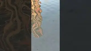 Lab Report in a Nutshell 143 (Fish in a Pond)
