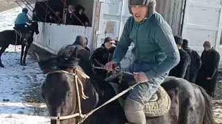 Кулунду айылнда улак легендарный Азамат чабандаз👍 28-01-2023.