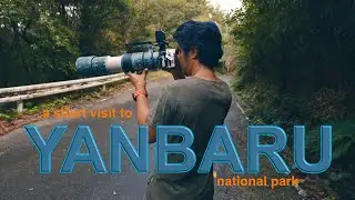 A short trip to Yanbaru National Park Okinawa