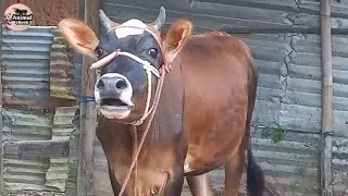 The Science Behind Cow Sounds and How They Communicate | Animal eBook