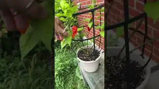 Red ghost hot pepper harvesting