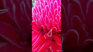 Red Torch Ginger Flower Plant: Exquisite Blooms and Tropical Splendor  #shorts