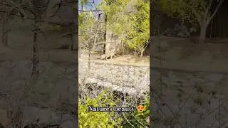 Natures beauty 😍😍 #nature #animalvideosforkids #animalvideosforkids #naturelovers