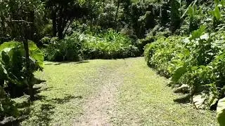 Dark View Falls - St.Vincent