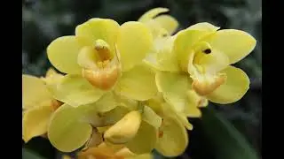 NO ADS | 4 Hours Meditation Relaxing Music, Relaxing Sleep Music, Stress Relief (Close Flower)