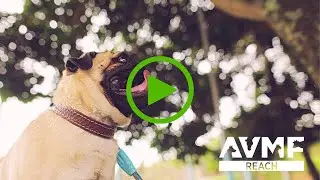 How Dr. Maston helped Gus the Pug: An AVMF REACH Program&trade; story