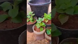 petunia #petunia #nadanpetunia##bloomgarden