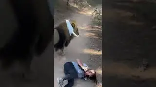 White Cat Saves Jogger from Lion Attack &mdash; Forest Trail Hero!