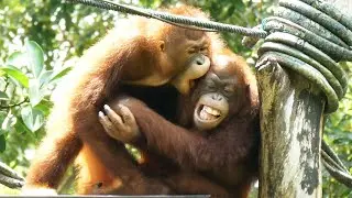 Young orangutans' cute fight/ ちびっ子オランウータンの可愛いケンカ