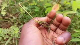 Attract love, peace, grace, improve your marriage and relationship with Mimosa pudica. Shameplant