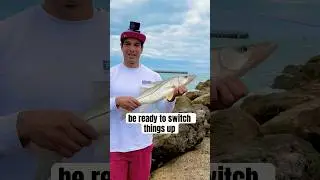 Three great baits to catch snook at Sebastian inlet. #fishing #fish #florida #bait #croaker #snook