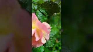 Flower With Raindrops#viral#sortviralvideo#sort#shorts#flower#flowers#rain#raindrops