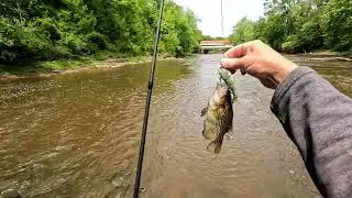 Fishing the Flooded Early Summer Stream for Bass