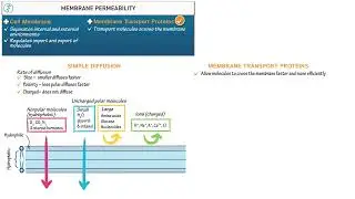 Проницаемость клеточной мембраны