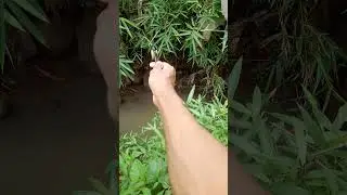 How to pull shrimp with a fishing rod must be slow